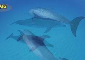 巴哈马岛海豚 Bahama Dolphin